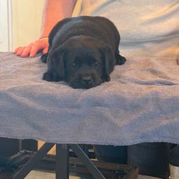 Pink collar - Black female Labrador Retriever puppy in Whigham, Georgia from Diamond C Labradors