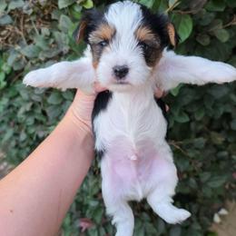 Parti Boy - Parti male Yorkshire Terrier puppy in Lakeland, Florida from You Me & The Yorkies