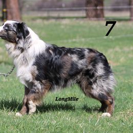 Australian Shepherd, Miniature Australian Shepherd, and Toy Australian Shepherd Puppies from LongMile Aussies