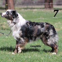 Australian Shepherd, Miniature Australian Shepherd, and Toy Australian Shepherd Puppies from LongMile Aussies