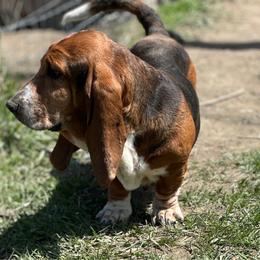 Anicka - Basset Hound