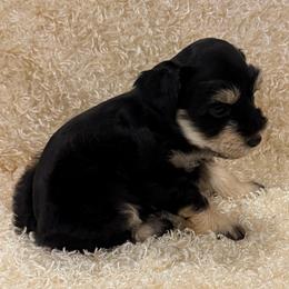 Enzo - Black and silver male Miniature Schnauzer puppy in San Augustine, Texas from My Little Schnauzer Pals