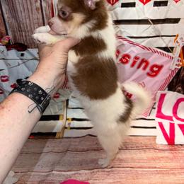 Nolan - Chocolate and white female Chihuahua puppy in Palmyra, Indiana from Country Star Chihuahuas