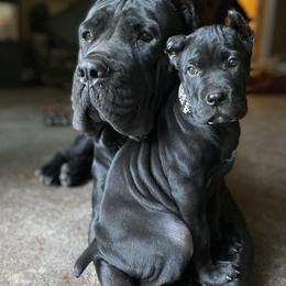 Cane Corso from Snead’s Cane Corso Kennel