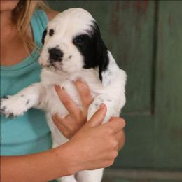 Rolly - Black and white male English Cocker Spaniel puppy in New Mexico from HighBrassGunDogs