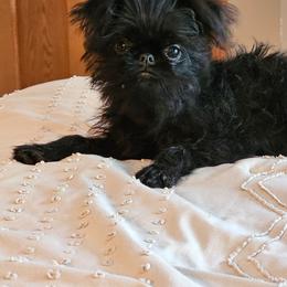 Mopsie - Brussels Griffon