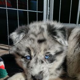 Pomeranian and Pomsky Puppies from Illinois Pomsky and Pomeranian