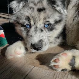Pomeranian and Pomsky Puppies from Illinois Pomsky and Pomeranian