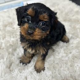 Olga - Black female Cavapoo puppy in Bourne, Massachusetts from Shih Tzu Pups