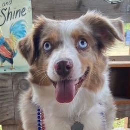 Aussiedoodles and Miniature Australian Shepherds from Puppies with Attitude