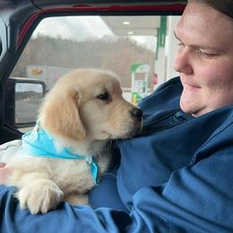 Golden Retriever Puppies from Landin Doner