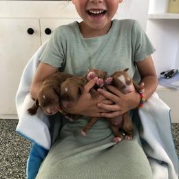 Boy 3 - male Goldendoodle puppy in Fredericksburg, Ohio from Timshell Farm: Specialty Crossbreed Puppies