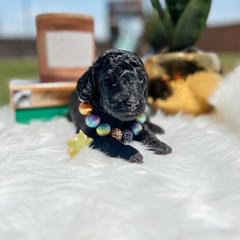 Goldendoodle Puppies from Posh Paws Puppies