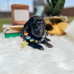 Goldendoodle Puppies from Posh Paws Puppies