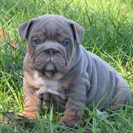 Trakr - Boy 2 - Lilac Tri - Lilac tri-color male Bulldog puppy in Lakeland, Florida from Fur Love And Puppies
