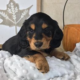 Dachshund Puppies from Sandstone Dachshunds