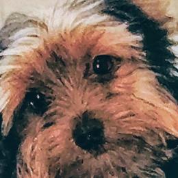 Morkies and Yorkshire Terriers from Cathy Burns