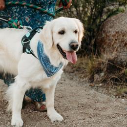 Golden Retrievers from Sandia Golden Creams