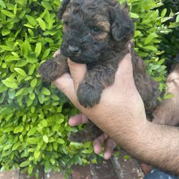 Maltese, Poodle, and Shih Tzu Puppies from Happy puppies