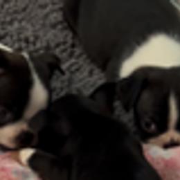 Boston Terriers from Mid-Michigan Boston Terriers