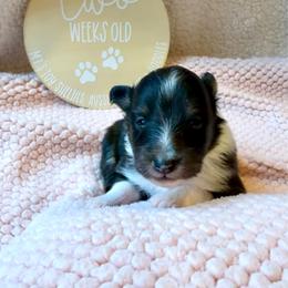 MINNIE - Black white and tan female Shetland Sheepdog puppy in Livonia, Michigan from M7’s Shelties, Toonies & AussieDoodles