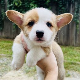 Mint - Red female Pembroke Welsh Corgi puppy in Spring Hill, Florida from Chaotic Canines