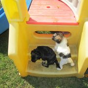 Lowchen Puppies from Ashford Kennel