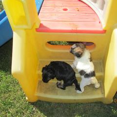Lowchen Puppies from Ashford Kennel