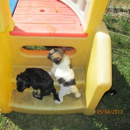 Lowchen Puppies from Ashford Kennel