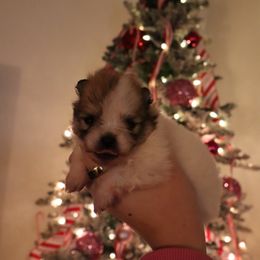 Petunia - Cream sable parti female Pomeranian puppy in Concord, California from Eelan’s Poms