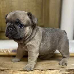 Twister - Blue fawn male French Bulldog puppy in Cullman, Alabama from Divine Hill Farm