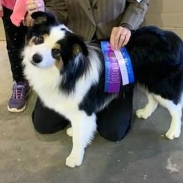 Loki - Border Collie