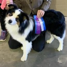 Loki - Border Collie