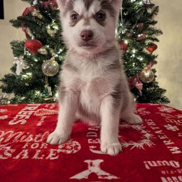 AKC Brandy - Red and white female Siberian Husky puppy in Cedarville, Ohio from Evereve Kennels