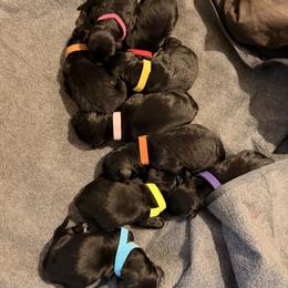 Bernedoodle Puppies from NOB Bernedoodles