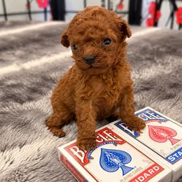 Lil Bit - Red  female Poodle puppy in Atlanta, Georgia from ATLANTA POODLE BREEDER (AKC)