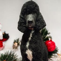 Talladega - Poodle