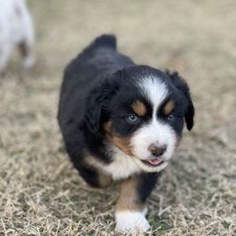 Miniature Australian Shepherd Puppies from Nasser Mini Aussies