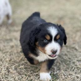 Miniature Australian Shepherd Puppies from Nasser Mini Aussies
