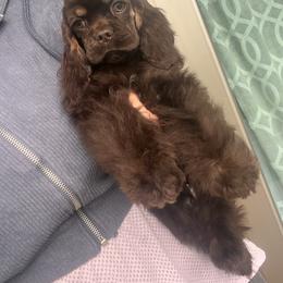 Coco (pink) - Brown and tan female Cocker Spaniel puppy in Glastonbury, Connecticut from Hillside kennels