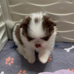 Spicy Girl 3 - Tri-colored female Pomeranian puppy in Maplefalls, Washington from Snow peak poms
