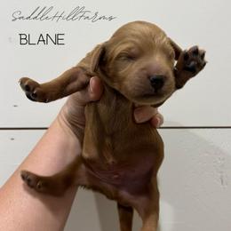 Blane - Red  male Goldendoodle puppy in Rienzi, Mississippi from Saddle Hill Farms