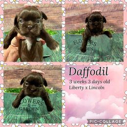 Daffodil - Liver female Shih Tzu puppy in Beatrice, Nebraska from I Shih Tzu Not Puppies