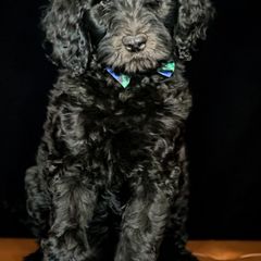 Double Doodles and Goldendoodles from Patterson Doodles GVL