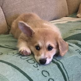 Pembroke Welsh Corgi Puppies from Winterflower Corgis