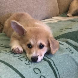 Pembroke Welsh Corgi Puppies from Winterflower Corgis