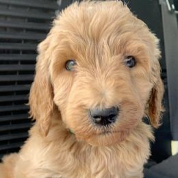 Aussiedoodles and Goldendoodles from Hickory Lane Doodles