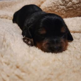 Maple - Black and tan female Dachshund puppy in Anaconda, Montana from Williams Family Dachshunds