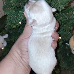 Caspian - White male Shih Tzu puppy in Memphis, Tennessee from Lady and the Tramp