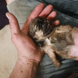 Shih Tzu Puppies from Peterson Shih Tzus